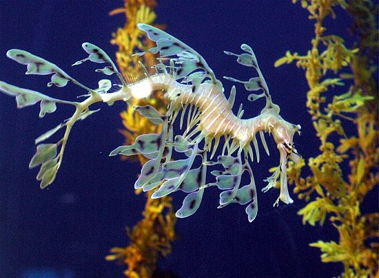 Pictures Of Leafy and Weedy Sea Dragon - Free Leafy and Weedy Sea Dragon pictures 