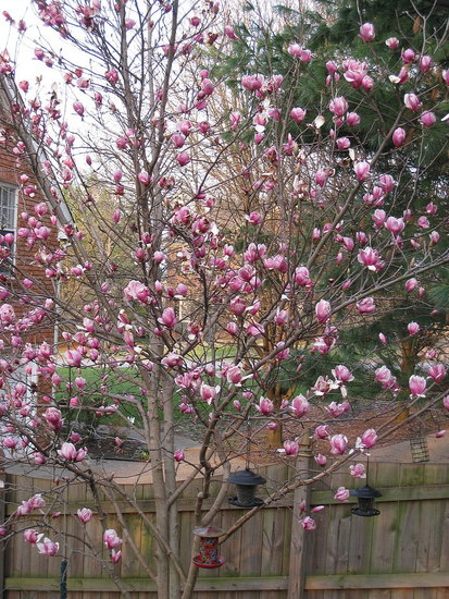magnolia tree. you the tulip tree outside