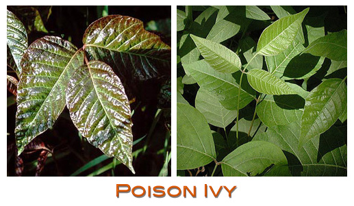 poison ivy plant facts. poison ivy plant facts.