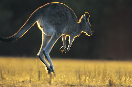 kangaroos in australia. Do you know if Kangaroos even
