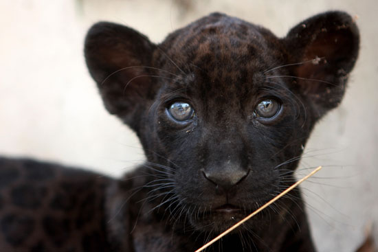 baby jaguar animal pictures. aby animals (especially