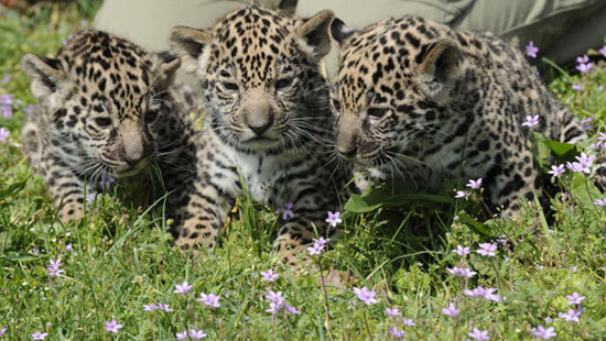 baby jaguar animal pictures. Jaguars up in arms,