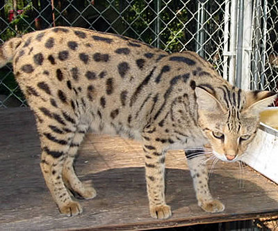 The Savannah Cat is created by breeding an African Wild Cat called a Serval