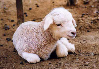 http://images.teamsugar.com/files/users/1/12981/10_2007/baby_sheep01_0.jpg