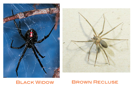 black widow spider bite pictures. The female lack widow gives a