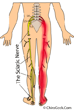 muscles in leg. muscles