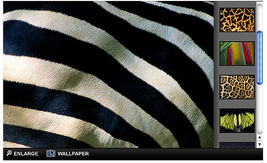 desktop wallpaper zebra print. photography wallpapers to