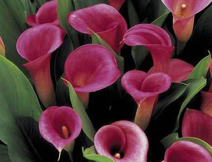 Confetti Flowers-calla lily almond favors; E Treasures Gifts-glass calla 