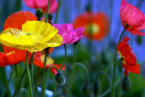 There are 120 species that belong to the Poppy family in a variety of 