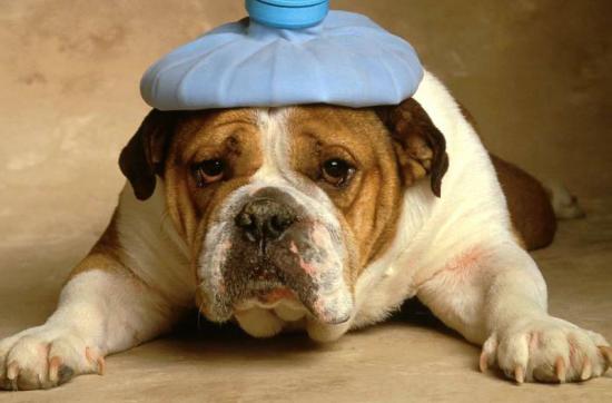 Bulldog-With-Headache.preview.jpg